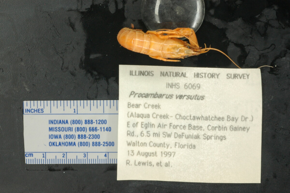 Procambarus versutus image